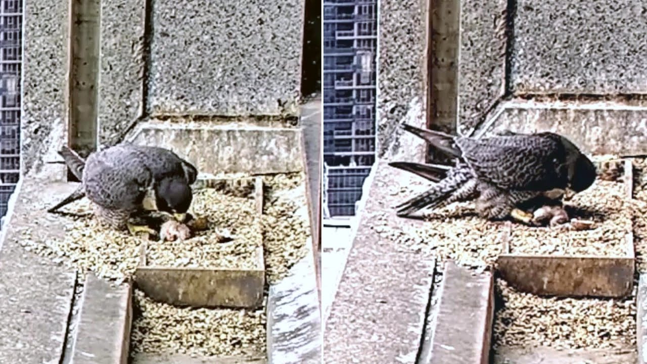 367 Collins Falcons~🥳🐥 Welcome to the world little #1 🥰Congrats to M24 & F24~1:17 PM 2025/09/30