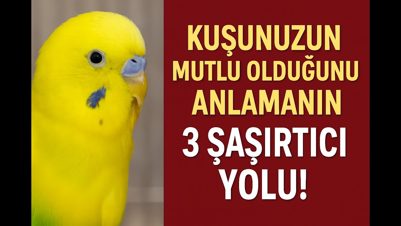 Kuşunuzun Mutlu Olduğunu Anlamanın 3 Şaşırtıcı Yolu! 🎉🐤 #muhabbetkuşu #birds #birdsong