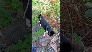 kucing pintar habis main kembali makan di rumah