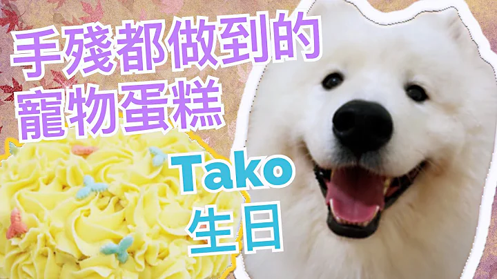 寵物蛋糕🍰｜自助烘焙體驗🧁🍮｜手殘都做到的寵物蛋糕 🎂｜西摩Tako生日🐶｜ 🔹Big Dog Channel🔹西摩犬Tako ｜サモエド - 天天要聞