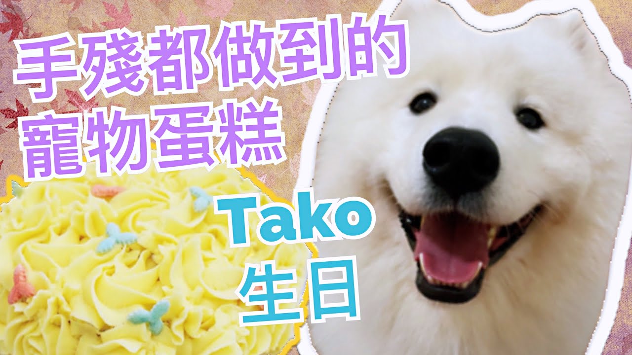 寵物蛋糕🍰｜自助烘焙體驗🧁🍮｜手殘都做到的寵物蛋糕 🎂｜西摩Tako生日🐶｜ 🔹Big Dog Channel🔹西摩犬Tako ｜サモエド
