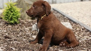 Bring Home a Chesapeake Bay Retriever Puppy: What to Expect