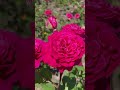 Beautiful Roses