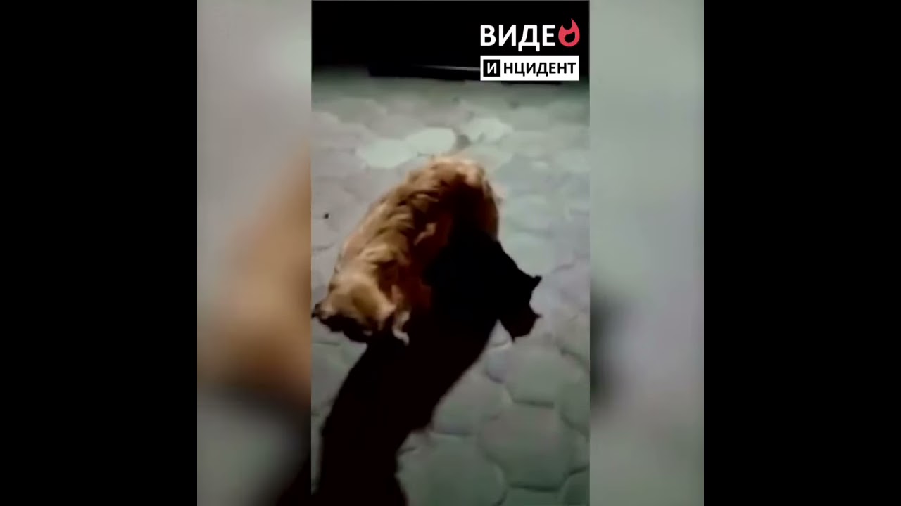 любовь между собакой и кошкой