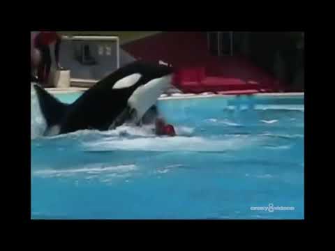 Video: Un'orca assassina potrebbe ingoiare un essere umano?