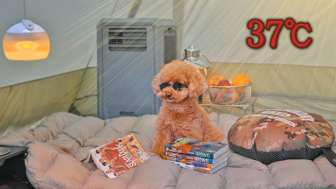 37℃ Кемпинг в одиночку в жару . Уютный отдых с собакой . Звук воды в долине ASMR