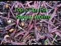 Top 5 tips for raising worms