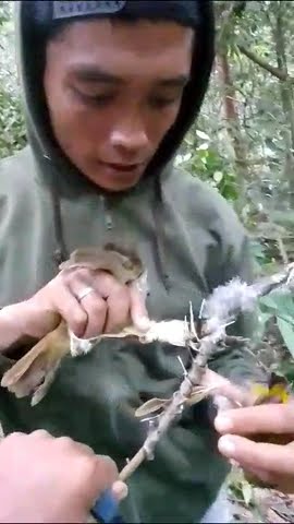 kapas tembok