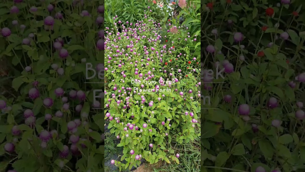 Floret Celosia and Queen lime red zinnias.