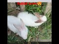 #rabbit #rabbits