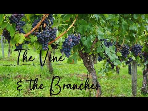 March 29, 2026 Vine