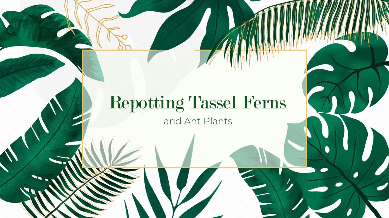 Repotting Tassel Ferns and Ant Plants
