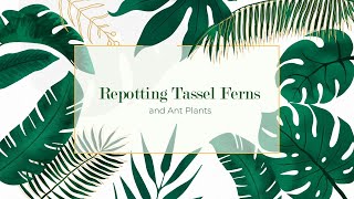 Repotting Tel Ferns And Ant Plants