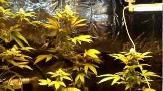 Aquaponic #6