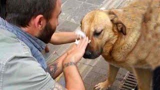 35 Animals That Asked People for Help & Kindness ! Save Animal