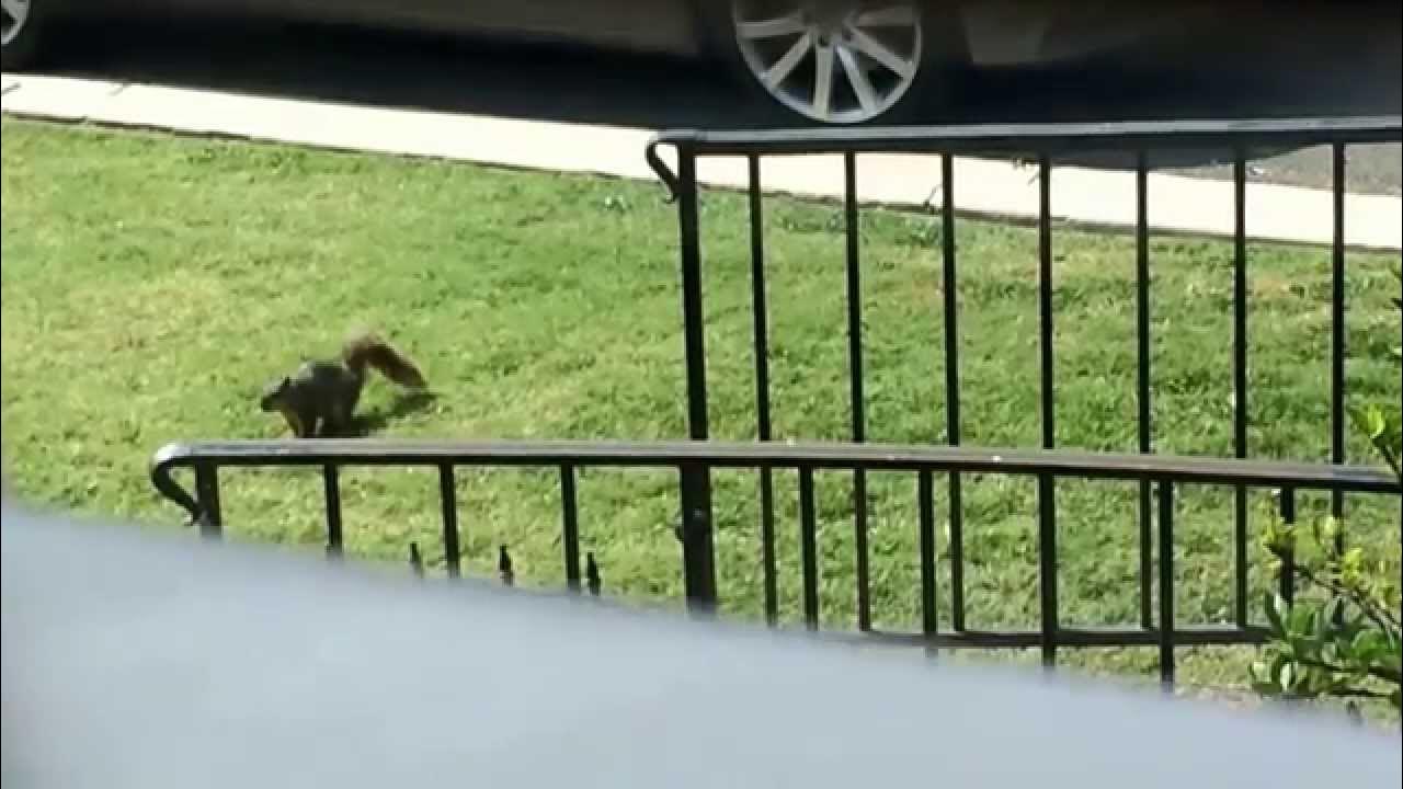 Squirrel pooping YouTube