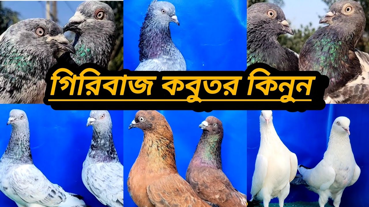 #রমজানের বিষয়ে ধামাকা অফারে গিরিবাজ কবুতর কিনুন শাওন ভাইয়ের কাছ থেকে #৳%