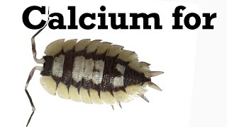 Best Calcium Sources for Isopods?