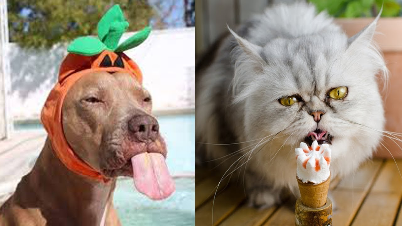funniest cats and dogs in the world