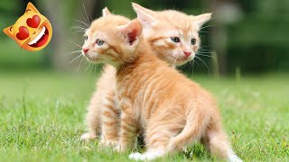 Cute and funny kittens are playing #1 by City of cats 1,949 views 11 months ago 4 minutes, 52 seconds