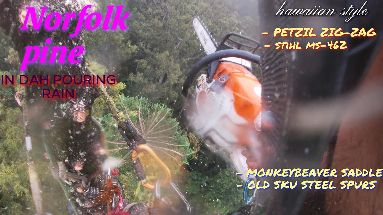 Norfolk pine removal IN RAIN!!!! - YouTube