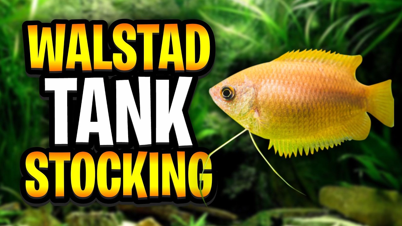 Идеи для зарыбления по методу Вальстада: 6 подходящих для начинающих рыбок для зарыбления по этом...