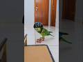 skateboarding parrot performing tricks #parrot #birds #papagaio #skateboarding #skate #skateboard