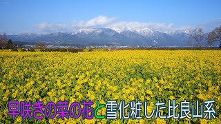 早咲きの菜の花と雪化粧した比良山系