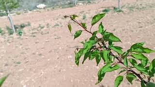 Ağaçta Monilya Hastalığı Ve Çözümü