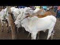 #15 feira de gado de Cachoeirinha pe dia 10/09/2020 melhor da região