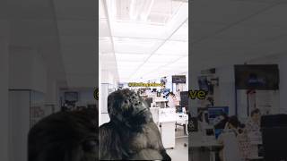 Gorilla Playing Drums