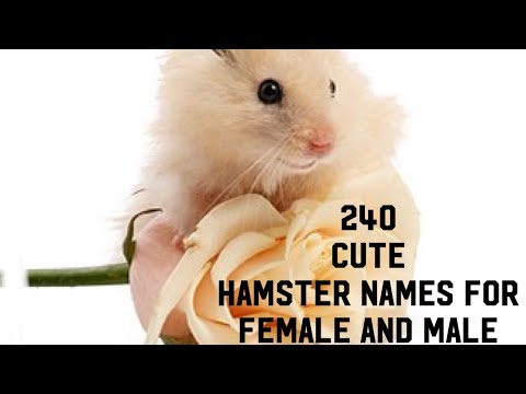 over-250-cute-hamster-names-for-male-&-female-💕👑
