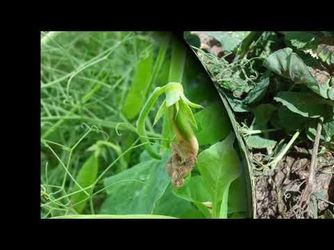 Vidéo: Quelles sont les causes des taches foliaires du pois du sud - Traiter les taches foliaires des plantes de niébé