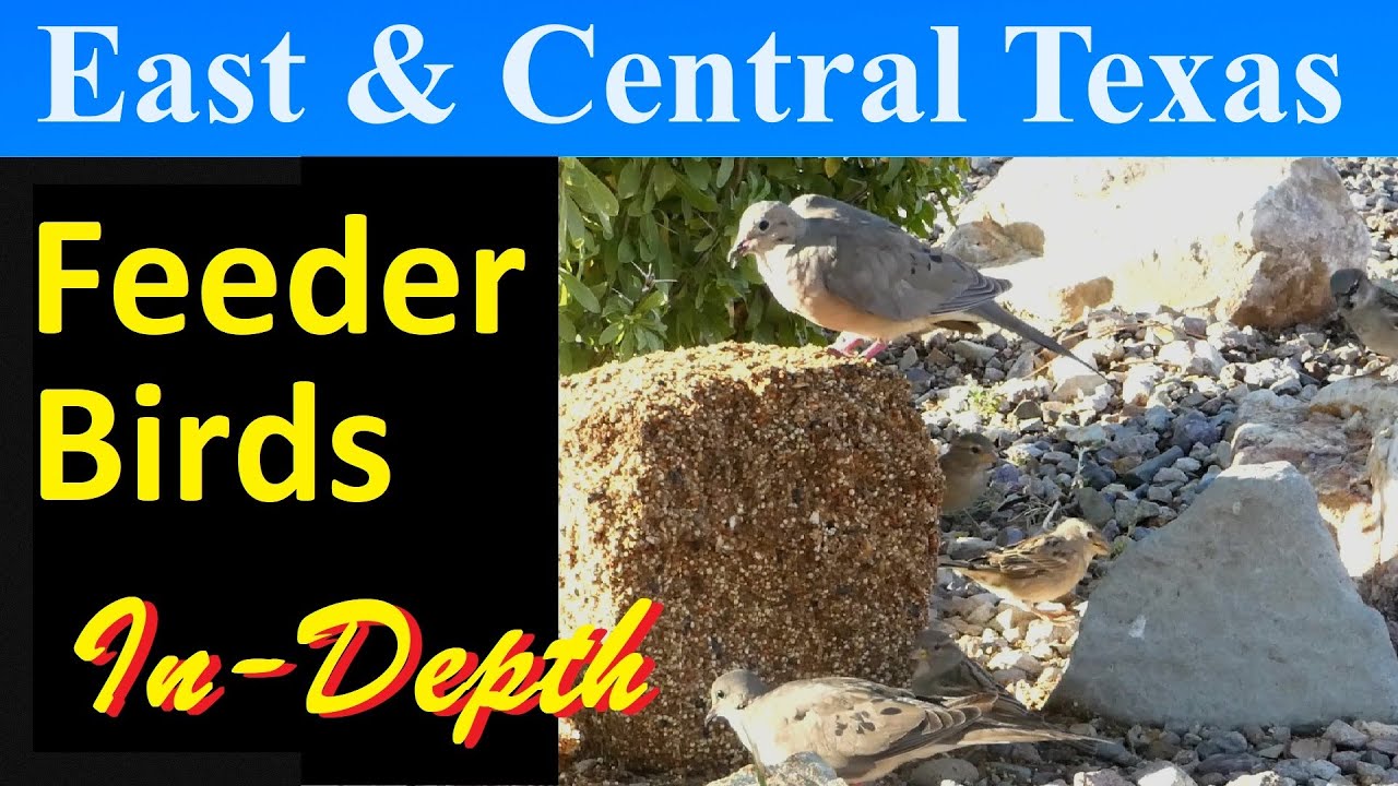 10 самых распространённых птиц-кормушек Восточного и Центрального Техаса [Подробно]