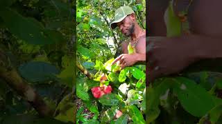 Java Apple#nature #travel #facts #naturelovers