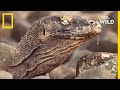 La langue du dragon de Komodo, un véritable outil de chasse