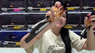 PROMO MURAI BATU MH 200 ribuan 11-1-2026