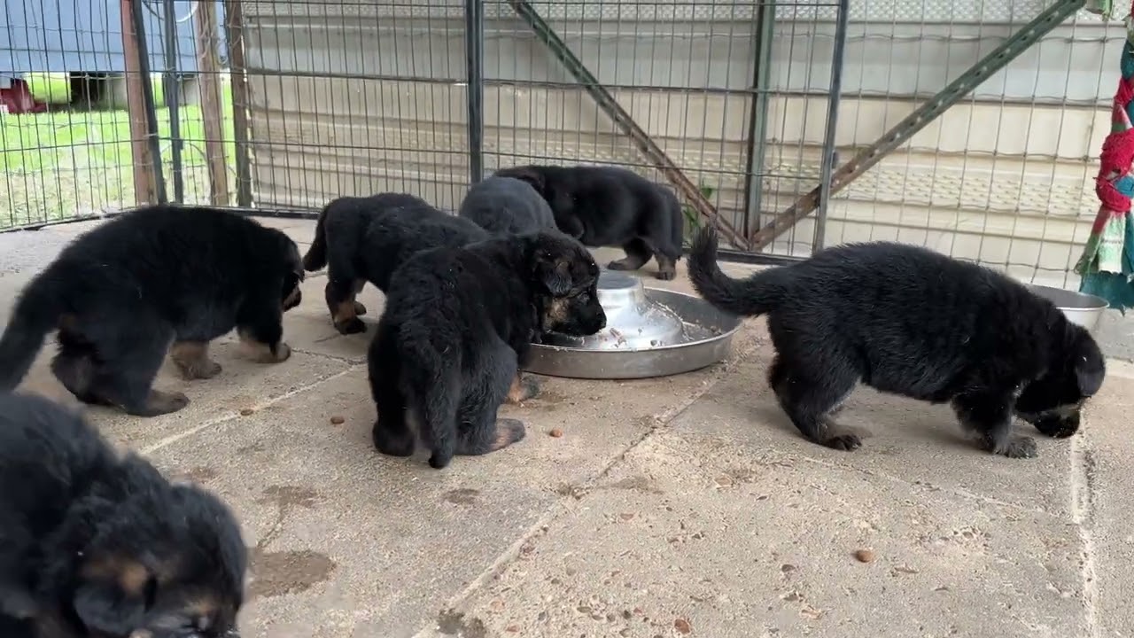 Rock N Roll Litter in the grow out pen