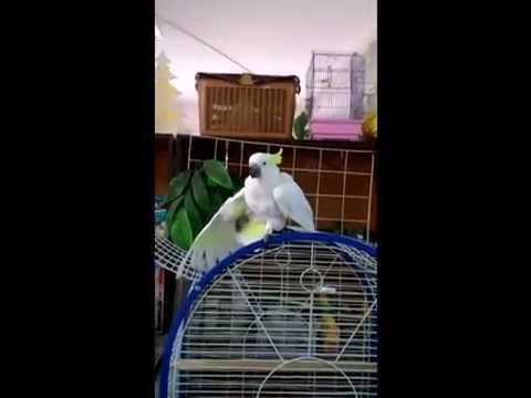 какаду Флинт