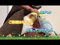 ご機嫌はなちゃんとかまってぴのちゃん　pinohana　オカメインコとセキセイインコ