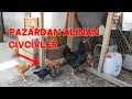 Pazar Civcivlerinin Kaçı Yaşadı