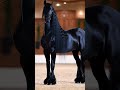 Akhal-Teke cavalo do auto escalão 30.000 A 500.000 +🌀 elegância e estilo #youtubeshorts #animals