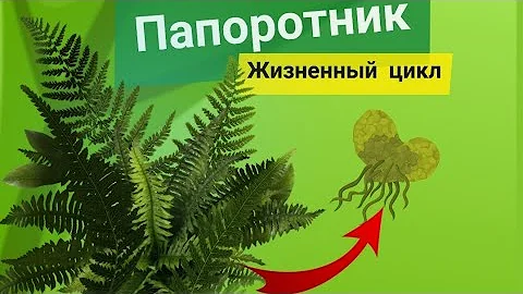 Жизненный цикл папоротников -Щитовник мужской. ЕГЭ