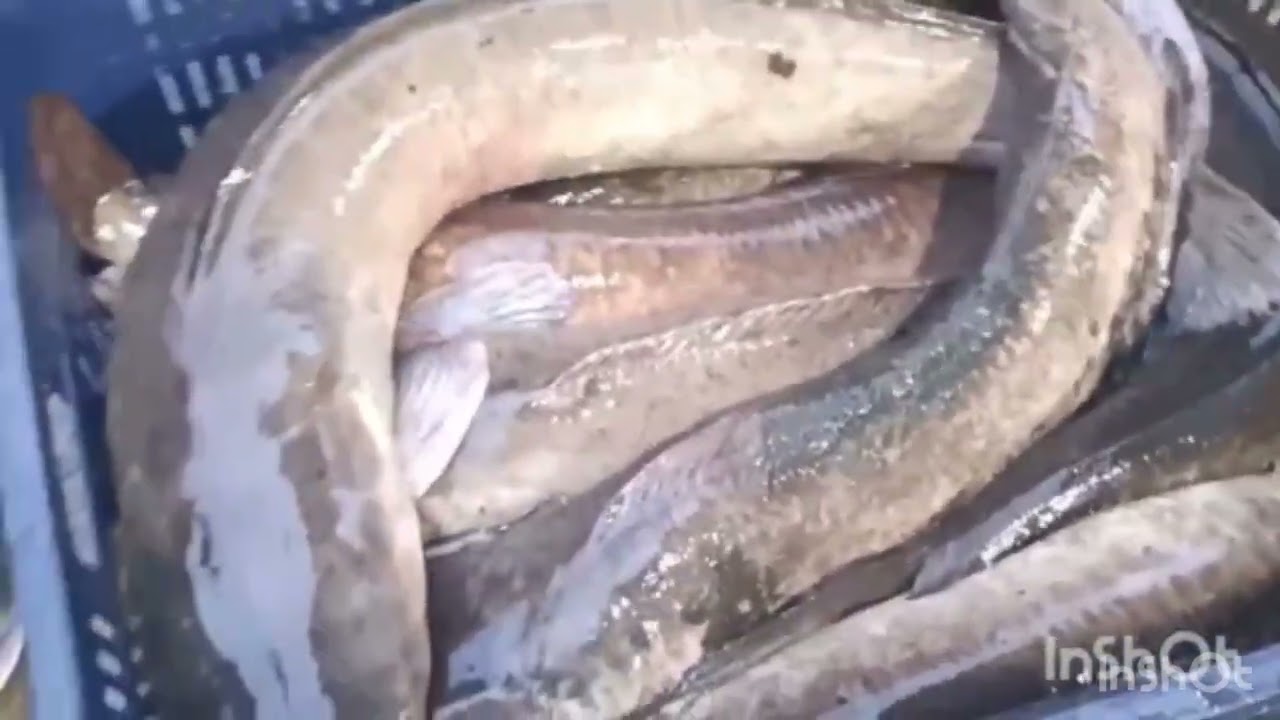 Tát ao cá gặp Cá trê khủng con hơn 10 ký béo ú không ai giám mua 