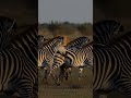 Did You Know Zebra Stripes Save Their Lives? #facts #animalfacts #zebra #wildlife #shorts #animals
