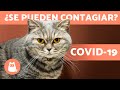 CORONAVIRUS en GATOS🐱 ¿Se contagian? ¿Lo transmiten?