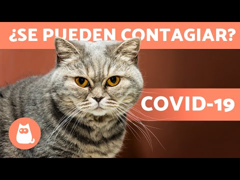 Vídeo: Coronavirus En Gats