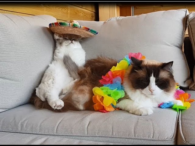 Dos Meowgaritas Purr Favor  (Ragdoll Cats Mexican Style)