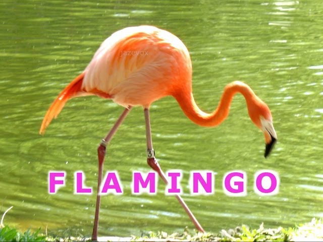 flamingos eating shrimp