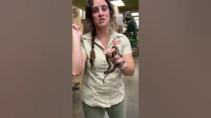 A snake that only eats eggs?  #animals #reptiles #snake #eggs #cuteanimals l#snakes #eggeatingsnake